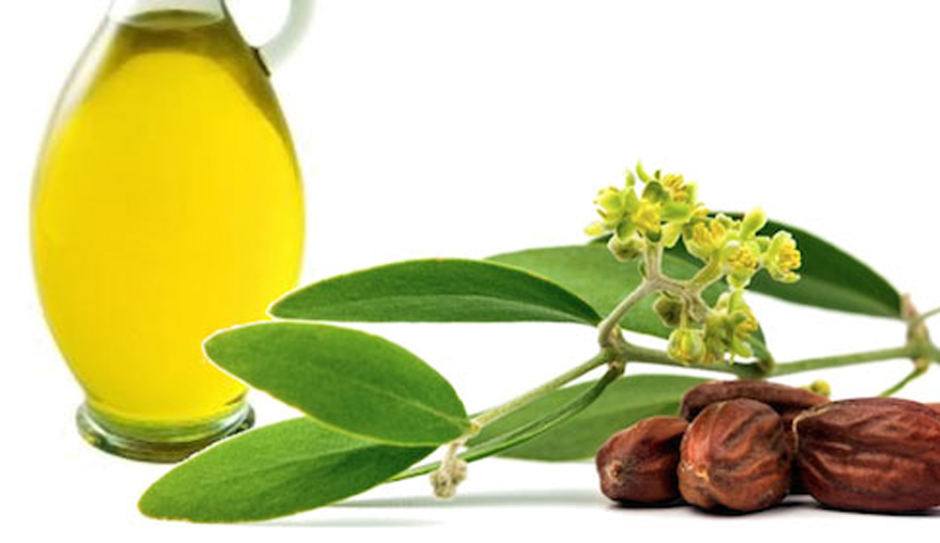 L'huile de jojoba, une allie pour votre peau