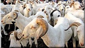 100 moutons remis aux femmes et jeunes de Notto-Diobass  