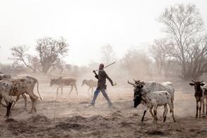 Gilles Coulon: La Transhumance en Afrique, c'est normment d'argent 