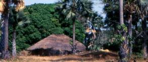 Casamance : l'arme arrte 16 personnes dans la fort de Boffa Bayotte