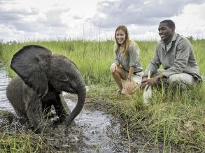 Dcouvrez l'incroyable destin de Naledi l'lphanteau
