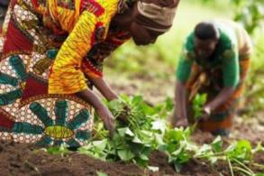 En Afrique, les femmes restent marginalises dans l'accs aux terres (rapport)