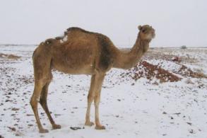 Il a neig dans le Sahara !