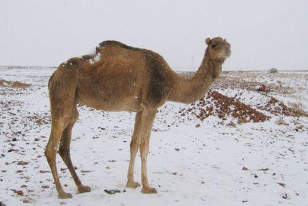 http://www.sen360.com/uploads/2018/01/il-a-neige-dans-le-sahara-962693.jpg