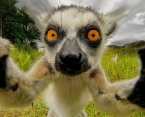 Madagascar: Attention dforestation !