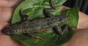 La femme du Maine prpare une salade, mais aprs quelques bouches, remarque un lzard de 3 pouces...