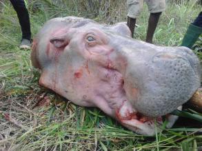 Chasse illicite aux hippopotames avec arme  feu : deux braconniers bninois dfrs en prison